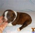 Boston Terrier